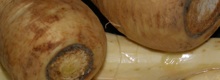 Palsternakka Palsternakka