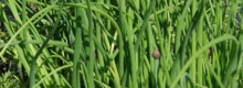 Ruohosipuli