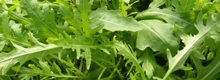 Villirucola